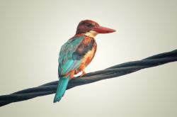 开云体育官网-佛罗伦萨关键战突围爱尔兰，三笘薰成为关键先生