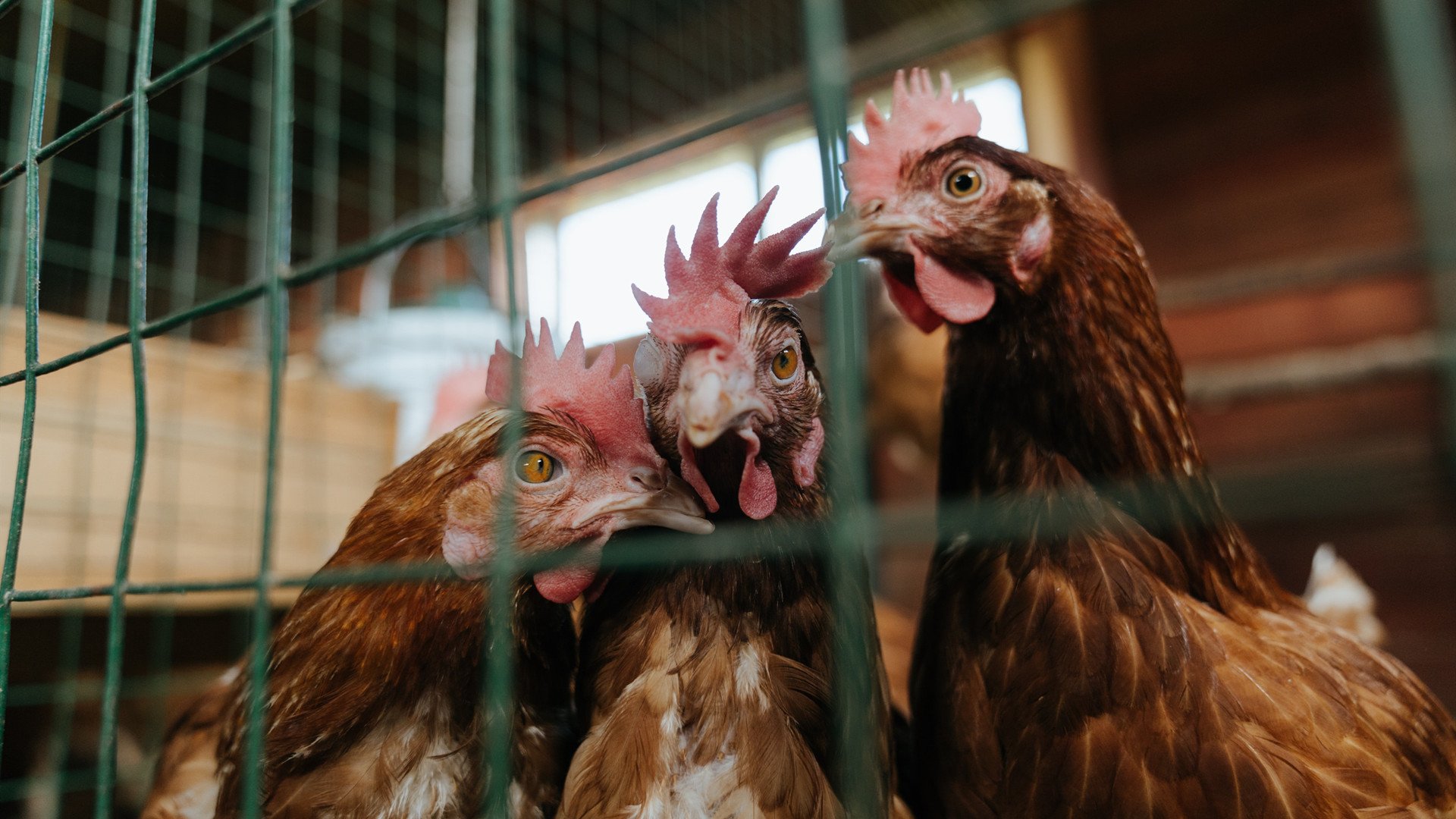 乔治个人能力完全展现,湖人力克独行侠—一场巨星与团队的完美交响