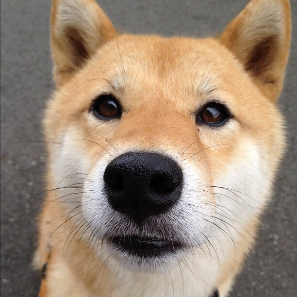 阿克之舞,哥斯达黎加对阵尼日利亚,一个中场核心如何带动全队节奏